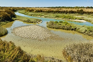 Images Dated 15th August 2009: Waterways and cracked mud in the salt marshes of the islands west, near Le Griveau