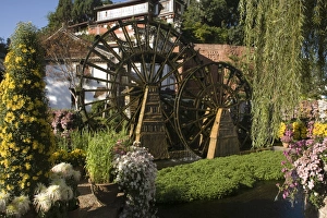 Water Wheel Prints: Waterwheel in Main square, Lijiang, Yunnan, China, Asia