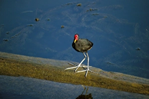 Feet Prints: Wattled jacana (Jacana jacana)