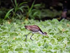 Shorebirds Prints: Wattled jacana, Jacana jacana, chick walking on the vegetation within the Pacaya Samiria Preserve