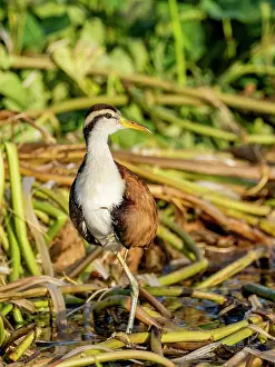 Shorebird Prints: Wattled jacana, Jacana jacana, chick walking on the vegetation within the Pacaya Samiria Preserve