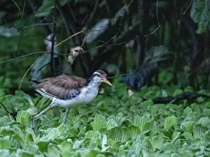 Wetlands Prints: Wattled jacana, Jacana jacana, chick walking on the vegetation within the Pacaya Samiria Preserve