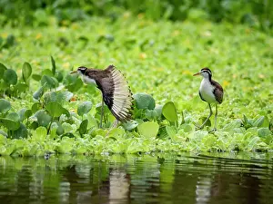 Juvenile Prints: Wattled jacana, Jacana jacana, chicks walking on the vegetation within the Pacaya Samiria Preserve