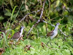 Avifauna Prints: Wattled jacana, Jacana jacana, chicks walking on the vegetation within the Pacaya Samiria Preserve