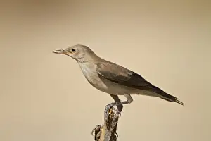Wattled starling (Creatophora cinerea) in non-breeding plumage, Kgalagadi Transfrontier Park, encompassing the former Kalahari Gemsbok National Park, South Africa, Africa