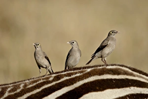 Images Dated 4th October 2007: Three Wattled Starling (Creatophora cinerea) on the back of a zebra, Masai Mara National Reserve