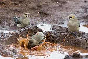 Tsavo Prints: Wattled starlings (Creatophora cinerea) in a water pool, Tsavo, Kenya, East Africa