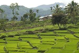 Nusa Tenggara Prints: Waturaka valley, below Kelimutu volcano