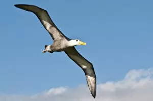 Images Dated 14th April 2010: Waved albatross (Phoebastria irrorata), Suarez Point, Isla Espanola (Hood Island)