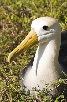 Images Dated 14th April 2010: Waved albatross (Phoebastria irrorata), Suarez Point, Isla Espanola (Hood Island)