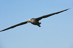 Albatross Prints: Waved albatross (Phoebastria irrorata ) in flight