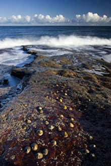 Images Dated 9th November 2009: Waves crashing on rocks covered in barnacles, Cullernose Bay, near Alnwick