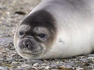 Lying Down Prints: A weaner southern elephant seal (Mirounga leonina)