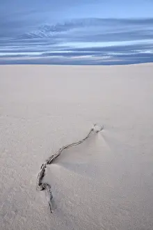 Twig Prints: Weathered twig on a dune, White Sands National Monument