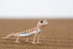 Images Dated 28th January 2000: Webfooted gecko (Palmatogecko rangei)