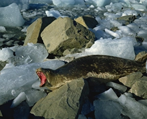 Roaring Prints: Weddell seal, Antarctica, Polar Regions