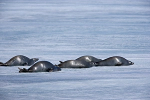Weddell seal (Leptonychotes weddellii), Weddell Sea, Antarctic Peninsula