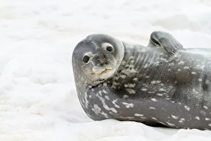 Naturalist Prints: Weddell Seal (Leptonychotes weddellii)
