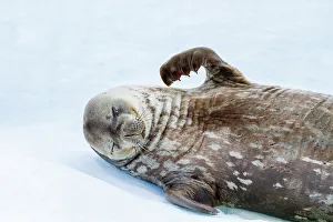 Natural Setting Prints: Weddell Seal (Leptonychotes weddellii)