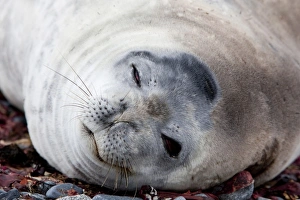 Images Dated 16th February 2009: Weddell seal (Leptonychotes weddellii), Half Moon Island, Shetland Islands
