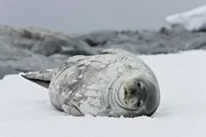 Images Dated 3rd January 2009: Weddell seal (Leptonychotes weddellii), Commonwealth Bay, Antarctica, Polar Regions