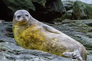 Ecosystems Prints: Weddell seal resting on rocks in a coastal area of Coronation Island in Antarctica during a sunny day