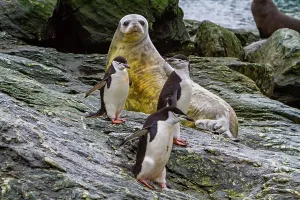 Mammals Prints: Weddell seal rests on rocky shore with penguins nearby in Antarctic habitat