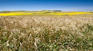 Farm Land Prints: Weeds in wheat and summer fields, Cadiz, Andalucia, Spain, Europe