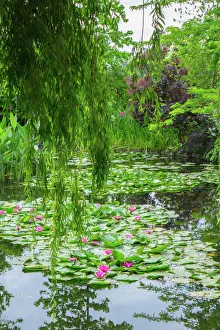 Lush Gallery: Weeping willow and waterlilies, Monets Garden, Giverny, Normandy, France, Europe