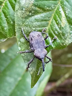 Entomology Prints: Weevil, Homalinotus depressus, on a tree within the Pacaya Samiria Preserve, Peru
