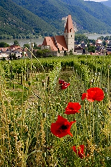 Austrian Eu Prints: Weissenkirchen Pfarrkirche and vinyards, Wachau, Austria