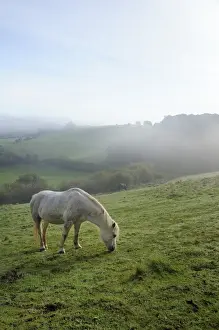 Meadow Prints: Welsh mountain pony (Equus caballus) grazing a hillside meadow on a foggy autumn morning