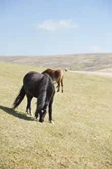 Mane Prints: Welsh mountain pony (Welsh pony) and cob (Equus ferus caballus), Wales, United Kingdom