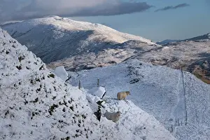 North Wales Prints: Welsh Mountain Sheep backed by Moel Siabod and the Moelwynion mountain range in winter