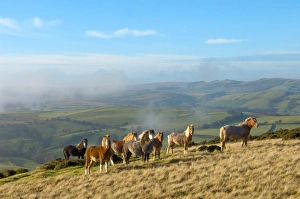 Ponies Prints: Welsh ponies, Eppynt, Cambrian Mountains, Powys, Wales, United Kingdom, Europe