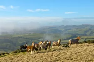 Welsh ponies, Eppynt, Cambrian Mountains, Powys, Wales, United Kingdom, Europe