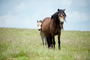 Togetherness Prints: Welsh ponies and foals on the Mynydd Epynt moorland, Powys, Wales, United Kingdom, Europe