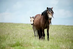 Eye Contact Gallery: Welsh ponies and foals on the Mynydd Epynt moorland, Powys, Wales, United Kingdom, Europe