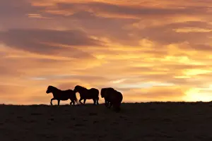 Powys Prints: Welsh ponies silhouetted against the dawn sky on the Mynydd Epynt high moorland, Powys