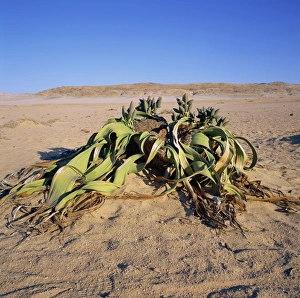 Arid Landscapes Prints: Welwitschia mirabilis, the famous fossil plant, a desert succulent, Namib-Naukluft Park