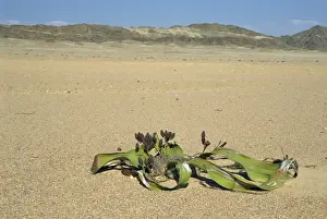 Pla Nts Prints: Welwitschia mirabilis plant, Namib-Naukluft National Park, Namibia, Africa