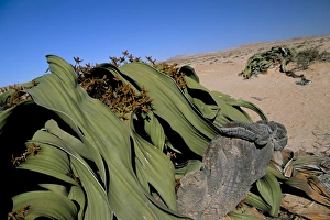 Welwitschia (Welwitschia mirabilis)