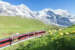 Switzerland Gallery: The Wengernalpbahn rack railway framed by flowers and snowy peaks, Wengen, Bernese Oberland