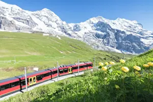 The Wengernalpbahn rack railway framed by flowers and snowy peaks, Wengen, Bernese Oberland