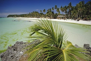 Foliage Prints: West coast beach