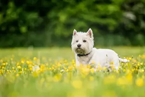 Canine Prints: West Highland Terrier standing in a field of yellow flowers, United Kingdom, Europe