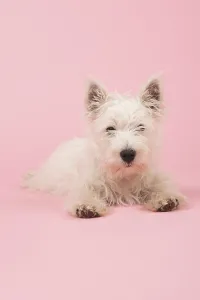 Clothes Prints: West Highland White Terrier or Westie or Westy
