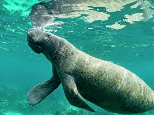 Giant Prints: West Indian manatee (Trichechus manatus)