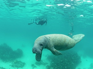 Adventures Prints: West Indian manatee (Trichechus manatus)