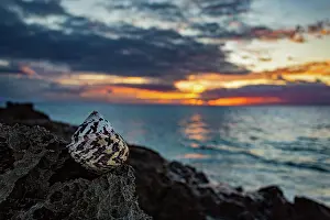 Invertebrate Prints: West Indian Top Shell (Cittarium pica) on a rock on the South Shore, Bermuda